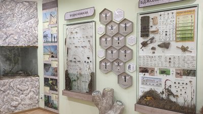 Колекція комах у Хмельницькому обласному краєзнавчому музеї. Фото: Наталія Мовчан Колекція комах у Хмельницькому обласному краєзнавчому музеї. Фото: Наталія Мовчан