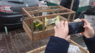 Виставку птахів та домашніх тварин влаштували в Охтирці на Сумщині