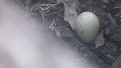 У лісництві на Херсонщині відкрили фазанарій У лісництві на Херсонщині відкрили фазанарій