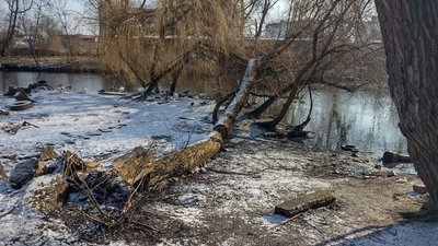 У Тернополі в парку зрізали дерева та роблять благоустрій У Тернополі в парку зрізали дерева та роблять благоустрій