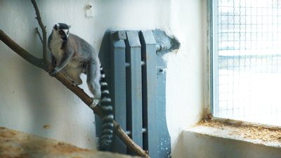 У Подільському зоопарку вольєри для теплолюбивих тварин обладнали твердопаливними котлами