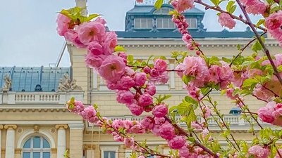 "Грою лікуємо душі людей". Артисти Одеського оперного театру поновили репетиції та готуються до концертів "Грою лікуємо душі людей". Артисти Одеського оперного театру поновили репетиції та готуються до концертів