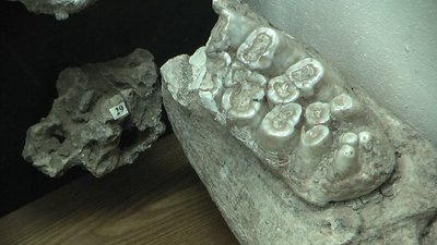 В Запоріжжі відбулася всеукраїнська зустріч палеонтологів