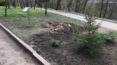 В Житомирі на місці 300-літнього дуба посадили дерево В Житомирі на місці 300-літнього дуба посадили дерево