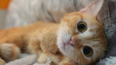 Кошеня лежить у притулку в Харкові