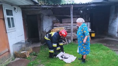 На Рівненщині рятували лелеченят, що випали з гнізда На Рівненщині рятували лелеченят, що випали з гнізда