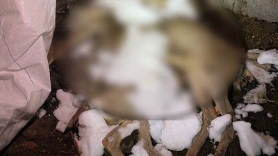 На Черкащині чоловік вполював пʼять диких кіз