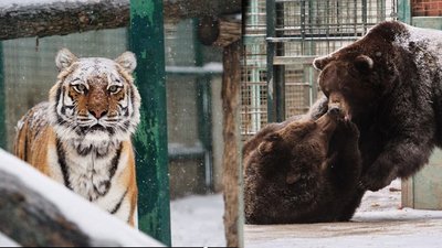 Евакуація тварин з екопарку під Харковом: 12 квітня спробують вивезти ведмедів та тигрів