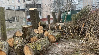Дерева біля будинку Дерева біля будинку