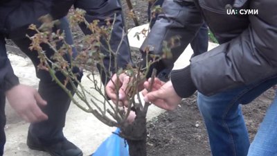 У Сумах суд виніс вирок у справі "крадіїв троянд" У Сумах суд виніс вирок у справі "крадіїв троянд"