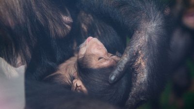 В екопарку Харкова вперше показали новонароджених шимпанзе