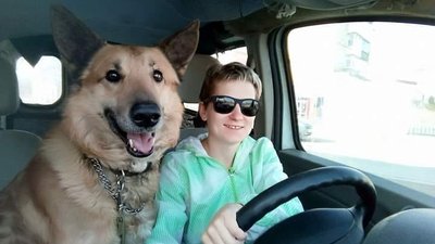 У франківський Дім Сірка привезли 10 собак з Харківщини У франківський Дім Сірка привезли 10 собак з Харківщини