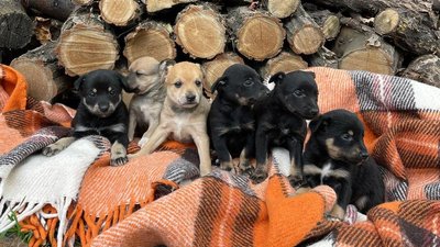 "Друзі поруч". Як виживають під час війни миколаївські любителі собак