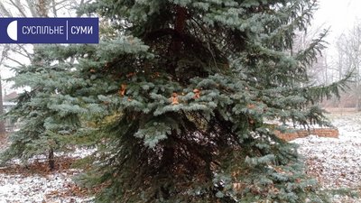 У ботанічному саду Сумського педуніверситету висадили 7 нових видів хвойних рослин У ботанічному саду Сумського педуніверситету висадили 7 нових видів хвойних рослин