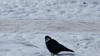 Ворона