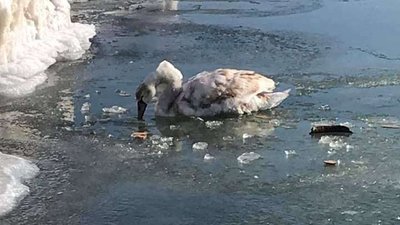 Рятувальники у Приморську врятували лебедя, примерзлого до криги Рятувальники у Приморську врятували лебедя, примерзлого до криги