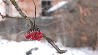 КУБАЇВКА КУБАЇВКА