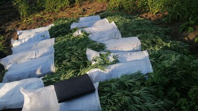 На Вінниччині чоловік виростив понад вісімсот кущів конопель