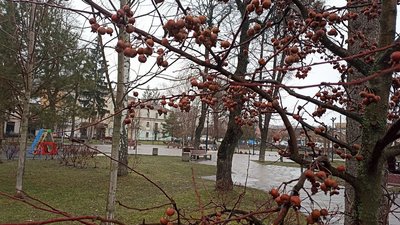 Житомир, погода, природа, грудень 2024 року