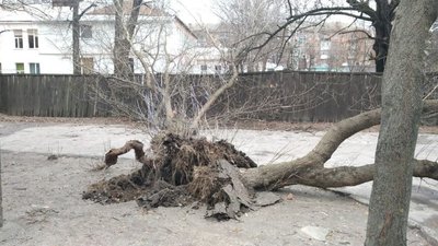У Шостці на Сумщині вітер повалив дерева - ФОТО У Шостці на Сумщині вітер повалив дерева - ФОТО