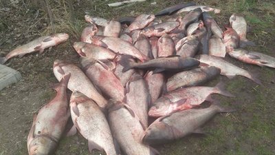 У Франківську з міського озера виловлюють товстолобів та роблять консерви для ЗСУ У Франківську з міського озера виловлюють товстолобів та роблять консерви для ЗСУ