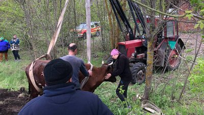 У селі на Кіровоградщині корову дістали з ями