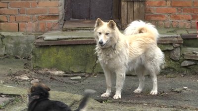 Історія "мар'янівського Хатіко" з Вінниччини, якого покинули господарі Історія "мар'янівського Хатіко" з Вінниччини, якого покинули господарі