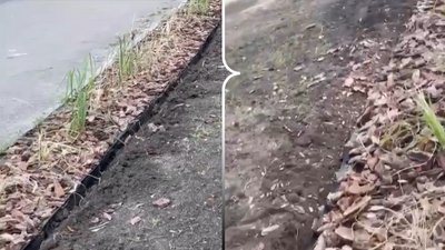 Відновлені борюри