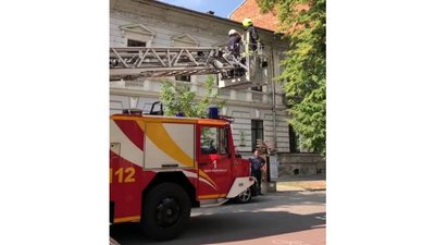 У Франківську рятувальники зняли з дерева котика