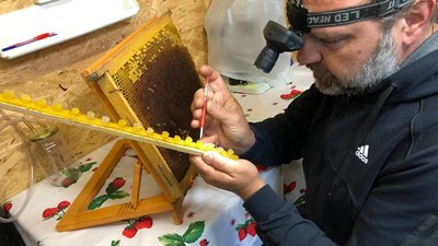 Карпатську бджолу розмножують пасічники із Загаття на Закарпатті Карпатську бджолу розмножують пасічники із Загаття на Закарпатті