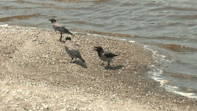 На Запоріжжі рівень води у нижньому б'єфі ГЕС нижчий за норму на 173 см