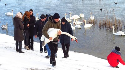На Рівненщині вперше кільцювали десяток лебедів шийними мітками. Для чого це потрібно