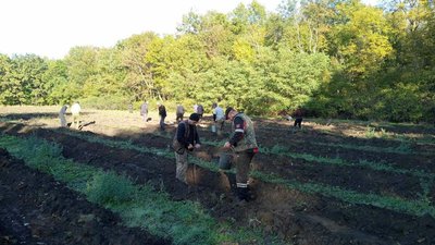 На Кіровоградщні лісівники розпочали осінню посадку лісу. Скільки гектрів планують висадити