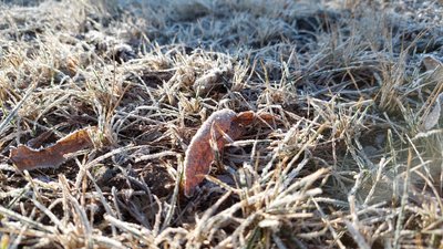 заморозки