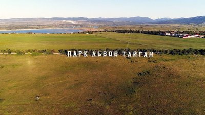 Чи буде жити "Тайган": як люди захищають левів