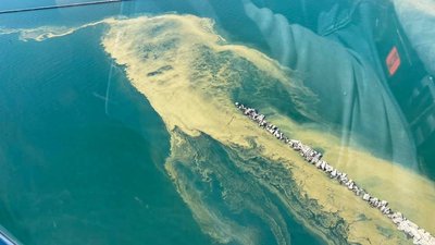 Море біля Одеси “заквітло”: купатися та їсти морепродукти не рекомендують