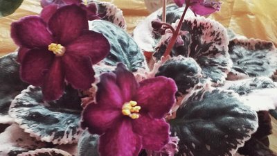 Виставка фіалок відкрилася в Ужгороді