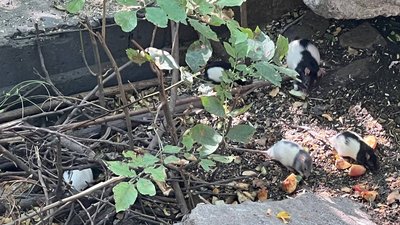 Близько сотні пацюків оселилися біля житлового мікрорайону в Кривому Розі. Що каже біолог