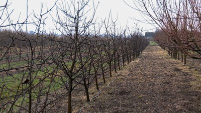 Садівники на Волині розпочали обрізку дерев Садівники на Волині розпочали обрізку дерев