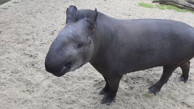 Миколаївський зоопарк відзначає ювілей: 120 років від дня відкриття Миколаївський зоопарк відзначає ювілей: 120 років від дня відкриття