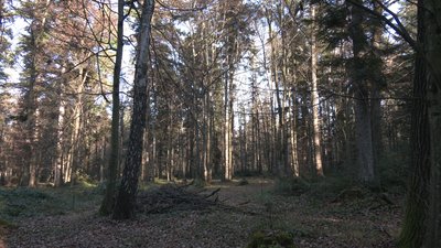 Чи буде Чорний ліс національним природним парком Чи буде Чорний ліс національним природним парком
