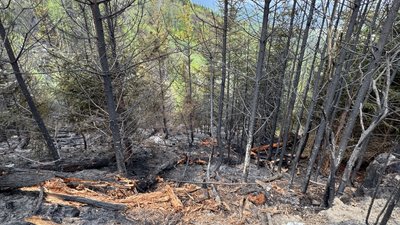 "Залишаються декілька осередків тління": ситуація з лісовою пожежею на Закарпатті