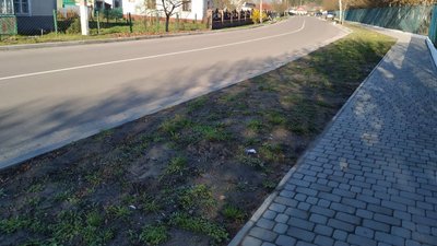 На Рівненщині покрали сакури, які висадили першокласники На Рівненщині покрали сакури, які висадили першокласники