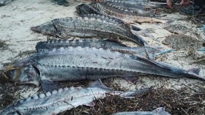 За рік браконьєри на Херсонщині нанесли збитків природі у сумі понад 2 млн гривень За рік браконьєри на Херсонщині нанесли збитків природі у сумі понад 2 млн гривень