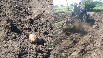 Сезон картоплі на Волині: як вродила та скільки коштує Сезон картоплі на Волині: як вродила та скільки коштує