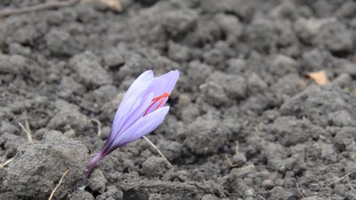 На Тернопільщині школярі висадили квіти, які занесені до Червоної книги