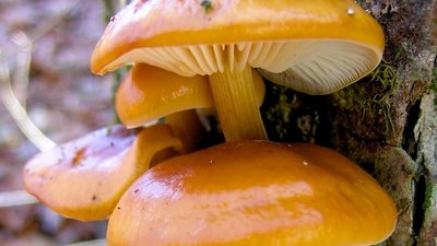 Зимовий опеньок добре переносить слабкі морози