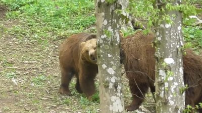 Червонокнижних ведмедів з Прикарпаття відправили до реабілітаційного центру на Хмельниччині Червонокнижних ведмедів з Прикарпаття відправили до реабілітаційного центру на Хмельниччині