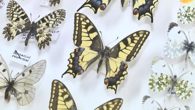 Метелики, павуки та таргани: у луцькій бібліотеці показали колекцію комах