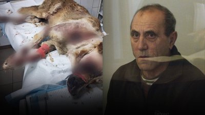 Василь Клюса, суд, вбивство собаки, Івано-Франківщина